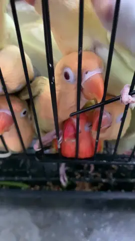 Sederhana tapi membahagiakan 🤩 Kirim mana bolo‼️🥰 Based in BANDUNG #lovebird #lovebirds #lovebirdscouples #lovebirdkonslet #lovebirdwarna #lovebirdexotic #lovebirdfighter #lovebirdfarm #lovebirdmania #aviary #bird #birdlover #lovebirdbandung #lovebirdindonesia 