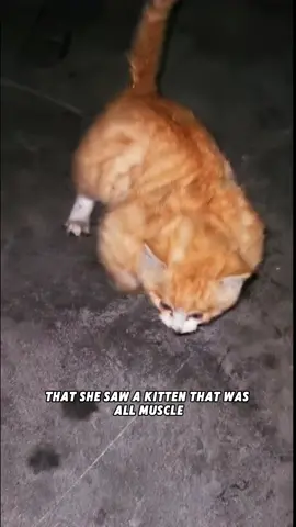 #story #tiktok #animalsworld #fyp #foryou #lovely #Love #animals #pet #dog #dogsoftiktok 