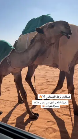 هقاوي فردية دق الصفر ❤️‍🔥 .. - #بنات_قهار #زعل_الديحاني #مطير #السعودية #الصمان #زعل_المطيري #اكسبلورexplore #fyp #ترند #قعيد_المجد #ابن_جخدب #لطامات #قحطان #الدواسر #الدياحين #ابن_دغيثر #اكسبلوررررر #مروعات #العجمان#مهرجان_الملك_عبدالعزيز_لمزاين_الابل #الابل_عطايا_الله_عشاق_البداوة_🐪😍 #الابل #الصفر 