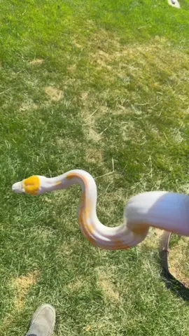 Im just  pretending that’s her way of marking her territory  #retic #reticulatedpythonsofinstagram #reticulatedpython #piedretic #pied #python #pythons #pythonsofinstagram #snake #snakes #snakesofinstagram #snek #reptile #reptiles #reptilelover #reptilekeeper #reptilesofinstagram #instagram #tiktok #daily #pet #pets #animal #animals #cute #funny #viral #shorts #boise #idaho  