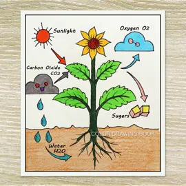 photosynthesis process of plants diagram drawing, Easy labeled science project #drawing #art #artist #painting #sayatarucreation #LearnOnTikTok #Howtodraw #photosynthesisprocess #plants #diagram #labeledscienceproject #scienceproject