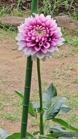 DAHLIA FLOWER 