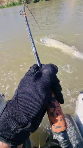 #fishing #pesca #wedkarstwo #catfish #siluro #sum #predatorfish #spinfishing #rivergishing #monsterfish #deporte #sport 