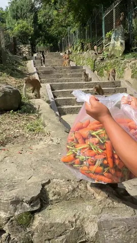 My Lod how monkeys enjoying with lots of Carrot #feedinganimal