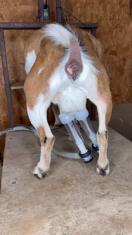 #goat #goats #goatfarm #asmr #farmasmr #farming #farm #feed #feeding #feedingroutine #morningroutine #nightimeroutine #chores #farmchores #feedwithme #closingshift #openingshift #sounds #dairy #dairygoat #formula #formulashortage #milk #goatmilk #goatsofticktok #babygoat #bottlebaby #healthadepopit #fy #fyp #goatmilk #goatlotion #goatmilklotion #goatmilksoap #goatmilkcheese #milkmachine #simplepulse 