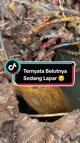 Belutnya Langsung Keluar aja Saat Melihat Makanan Yang Ada Di Luar Lubang 😱#mancingbelut #mancingbelutsawah #viral #viral #trending #belutmonster #fyp 