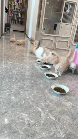 Very Funny Cats, kitten's 😂 😺  #funny #cats #kittens #fyp #foryoupage❤️❤️ 