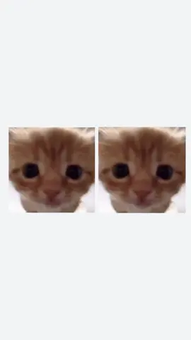 wiwiwi ^_^ #whatthesigma #fypage #fyppppppppppppppppppppppp #xyzbca #meme #wiwiwi #cute #kitten #KITTYUHHHHH #orangecat 
