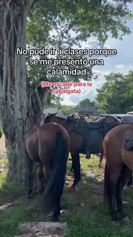 Sólo un dia #cienagadeoro #cabalagatas #caballos #cabalgata 