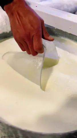 *L e c h e  D e  V a c a🐮* Leche fresca entera (sin pasteurizar) directa del establo. *Precio 1 Litro* Con Botella de vidrio s/.7,20 Sin botella s/.5,00 (trae tu envase pra hacer refill ♻️) #leche #vacas #ganaderia #lechecruda #peru #2024 #paris2024 #peruanos #lecheria #instacow #lechefresca #saturday #emilyinparis ##natural #sinprocesar #sinpasteurizar #fds #fresca #natural #reel #viral #sabado #findesemana  #agosto #vacas #photography #wedding #panaderia #parisestuyo #marcha #surf