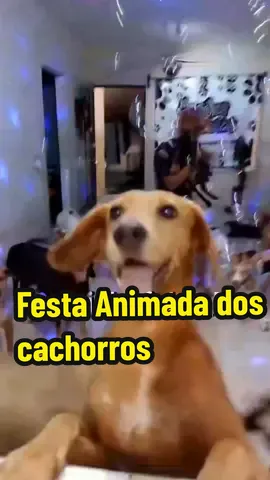 Cachorros dançando na festa de Cleitinho fubá #cachorro #animais #pet #animaisnotiktok #cleitinhofuba #dog #pets #funnyvideos #fyp 