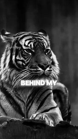 I don’t care what others think. Best Motivational Quote. Lions Mindset. #lion #motivation #motivationalquotes #motivationalvideosforyou #listentothis #motivationaltiktok #motivationalclip #listentothiseveryday #mtivationalvideo #motivateme #animalmotivation #lionmotivation 