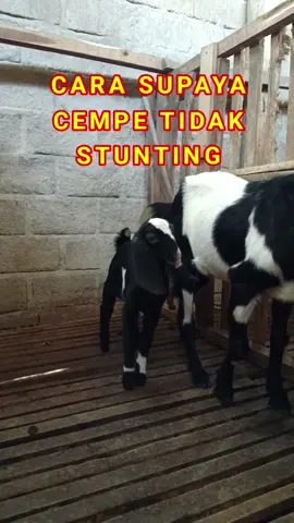Cara supaya cempe tidak stunting