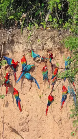 Colorful macaws eating clay in the Amazon rainforest of Perú 🇵🇪  You see three types of macaws in this video..scarlet macaw, blue and yellow macaw and the red and green macaw. #Macaws #ClayLick #WildlifeTok #PeruWildlife #BirdWatching #AmazonRainforest #NatureTok #BirdsOfTikTok #WildlifeReels #MacawLovers #SouthAmericaWildlife #ColorfulBirds #RainforestAnimals #EcoTourism #TravelPeru #WildlifeConservation #BirdBehavior #NatureLovers #PeruTravel #AnimalBehavior #sekarswildlifeencounters 