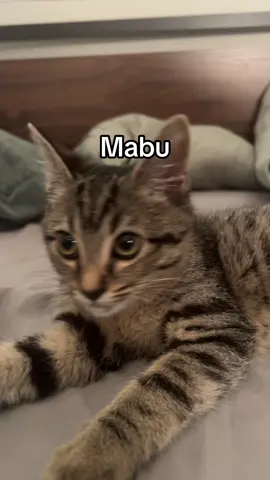 #cat 