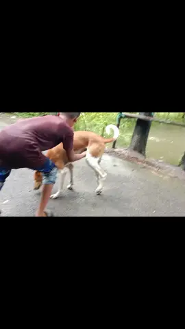 dog reaction 😄😄😄😜😜😜🤟#foryoupage #foryou #viralvideo #trending #tiktok #tiktok viral#noahkhalir_pola @Jm Jaker Ahmed Babu @JN.Porthy @Abu Toha Muhammad Adnan 