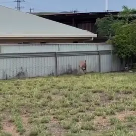 #kangaroo #jump 