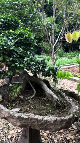 Hoàng Anh Mộc 👍