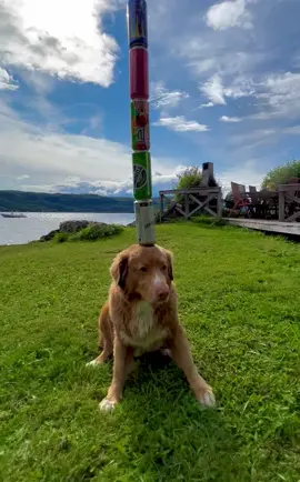 Precious Dog Balancing Apples on Its Head