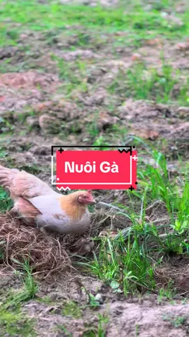Nuôi Gà Ta #hienonha 