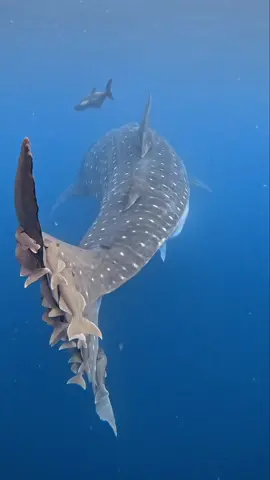 How mesmerising it is to watch this whale shark (Rhincodon typus) descend into the ocean’s depths with some remora (Remora remora) on its tail 🐋 There’s a surprising amount we don’t know about whale sharks even though they’ve captured the world’s imagination, and swimming with them has catapulted them to the top of many people’s bucket lists. 🎥 Rafael Mesquita Ferreira #whale #whales #whalewatching #whaleshark #sharks #underwater #diving #snorkel #seeaustralia #shark #ningaloo #snorkelling #bucketlist