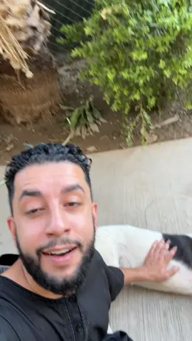 Update of their marriage of my baby doggies puppies 