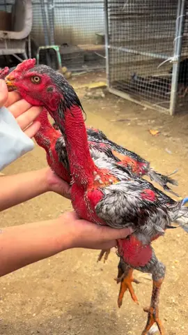 Đẹp quá ae à #gà_chọi_việt_nam🇻🇳 #gà_chiến_đấu #gàthomo #gàchoic1 