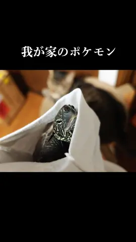 このまま寝るかもしれない #skateboardturtle #クサガメ軍曹 #アメチカンのもな #cuteanimals 