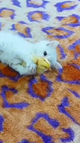 funny kitten and chick  #funny_kitten_and_chick #funny_cat_and_chick #Cat_and_chick_very_funny  #funny_kitten_whit_chicks  #kittensoftiktok #funnyvideos  #funny_kitten #cat_funny_video #cute_kitten_whit_chick   #Cat_and_chick_cute #cute_kitten_whit_chicks  #cutevideos #cute_cat #cute_kitten #cat_cute_video  #sound_chicks #cute_animals  #funny_animals قطة_مضحكة #قطة_ترند  #القطه_مع_الكتاكيت_مضحك