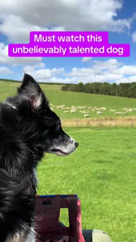 Kate shows us how its done #foryou #dog #viral #bordercollie #amazing 