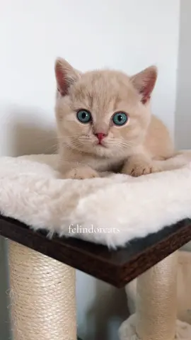 Would you give me a hug?🥹🧸 #kitten #kittensoftiktok #cutecat #adorable #sweet #lovely #hugme #teddybear 