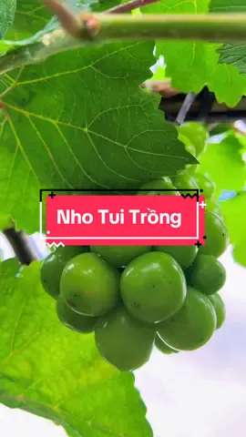 Trồng Nho Leo Giàn #hienonha 