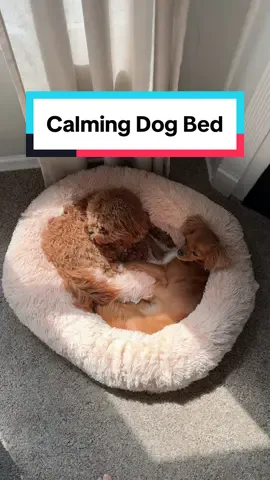 These calming dog beds are SO affordable! The first one i got is a small or medium but because my sister’s dog also loves it we got the size Large so they both could fit!!! Check it out below guys!! #dogbed #viraldogbed #donutdogbed #calmingdogbed #dog #dogsoftiktok #dogbeds #dogessentials 