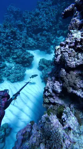 Coral trout in crystal cleer water in the coral sea #spearfishing #coralsea #greatbarrierreef #australia #fyp #fishing #reef 