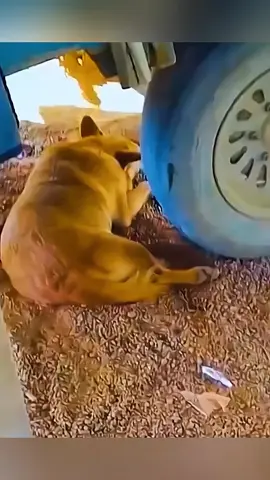 The end 🤣🤣 #pet #cat #dog #cute #animals #foryou #typ