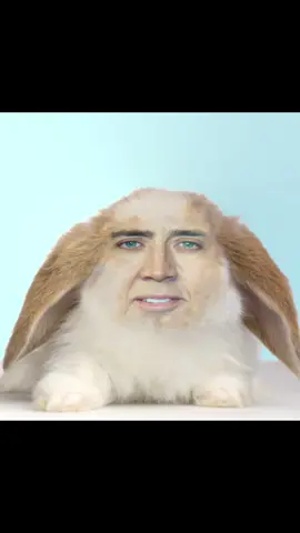 monday(dia del mono) #rabbit #meme #funny #fyp #soundviral #fart 