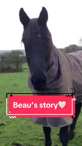 Replying to @Ulla♡(Taylor's Version) This was kind of a hard story to tell because i have a lot of regret and guilt about this situation, but here is Beau’s story (he has a new name now❤️) #equestrian #horsetok #equine #horsegirl #horsesoftiktok #equestrianvibes #equestrianlife #horseriding #horsetiktok #fyp 