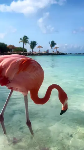 🥹🦩🏝️ #flamingo #pinkflamingo #flamantrose #aruba #onehappyisland #caribbean #sea #paradise #pink #Summer #pretty #viral #birds #tropical #traveltiktok #bucketlist #fry #foryou 