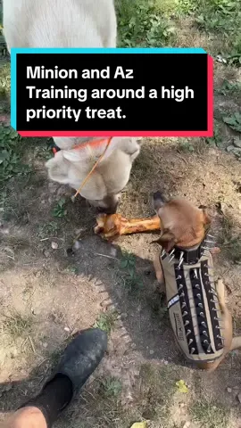 Replying to @eyebrowpolicia Az is learning that warning Minion is effective. Minion is learning with my help to listen to Az. All of this is practice for if im not around and a high value item is nearby. #DogTraining #theoneandonlyminion #farmdog #smalldog #aslandog #lgd #livestockdog #bigdog #boz 