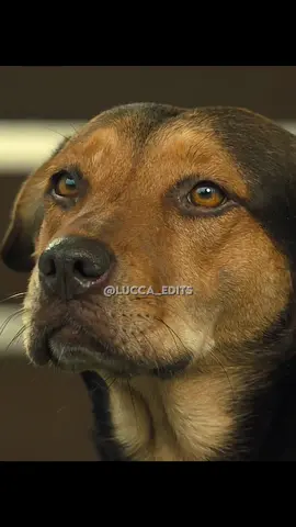Bella encontrou Lucas depois de 2 anos 🥺❤️‍🩹 #fyp #acaminhodecasa #dog #movie #filme #netflix #scene #viral 