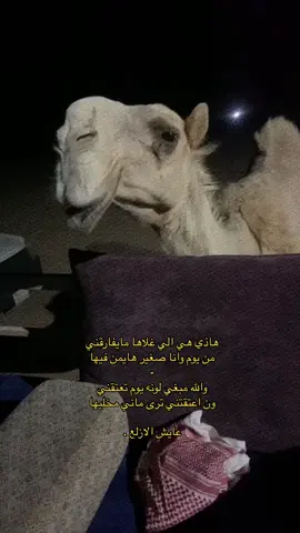 العوبا 😍❤️❤️❤️.   . #وهق_ابن_محمد #اكسبلوررر #CapCut #fypシ #عتابه_الهيلاا #عايش_الازلع #البل #وهاجات #نوادر_الابل #بدو #العوبا 