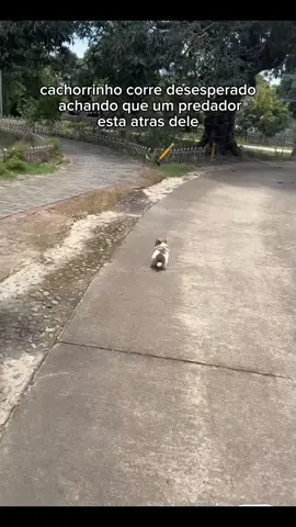 #cachorros #fofo #animaisnotiktok #animals 