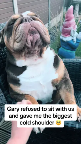 Cheese and crackers was obviously not good enough for king Gary 😏#garythebulldog2 #gary #bulldog #englishbulldog #dog #funnydog #garythebulldog #englishbulldogs #bulldogsoftiktok #britishbulldog #puppy #funny #posh #english #cute #sulk #grumpy #silly 