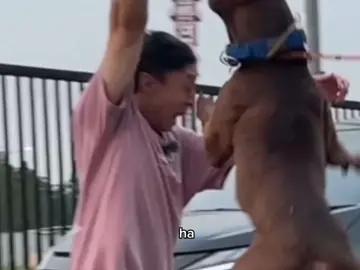 BKENT HAMPIR DITERKAM MUSO  sc : YT Floki And The Clan #muso #flokiandtheclan #bkent #brandontkent #duniashort