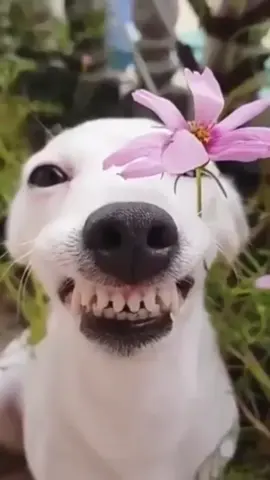 very silly dogs #dogs #dogsoftiktok #cutedogs #funnydog #dogmeme 