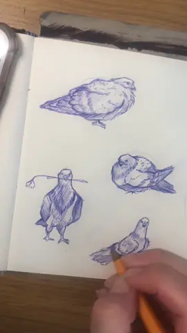 Which one’s your favourite? 🐦 #drawing #sketch #pigeon #pigeonsketch #artistsontiktok #drawingoftheday #youngartist #tiktokart 