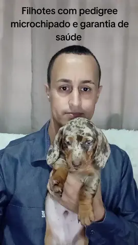 #dachshund #basse #almofadinho #salcichinha #teckel Filhotes disponíveis para venda todos com Pedigree microchipados e com garantia de saúde leve amor e felicidade para sua casa presenteie quem você ama 