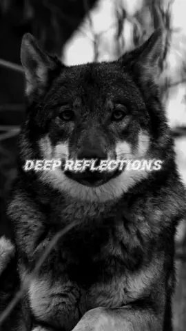 Focus on yourself, not others. Best Motivational Quote. Lions Mindset.#lion #motivation #motivationalquotes #motivationalvideosforyou #listentothis #motivationaltiktok #motivationalclip #listentothiseveryday #mtivationalvideo #motivateme #animalmotivation #lionmotivation 