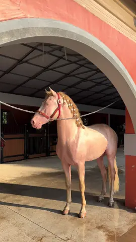 El dolor de cabeza 😍 #ranchotrueno ⚡️ - - - - - #viral #mexicotiktok #parati #fypシ゚ #fyp #viralvideo #horsetok #rancho #caballosbailadores #caballostiktok #purarazaespañola #prehorse 