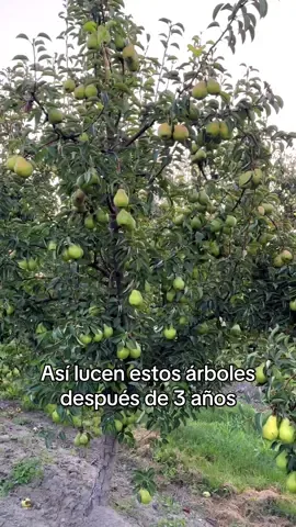 Como se ve un arbol de peras? #arbol #frutal #pera #amazing #fruit #tree #usa #farm #agriculture #agricultura #viral #farmlife 